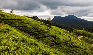 Nuwara Eliya Retreats & Trips