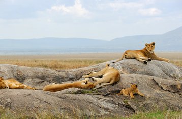 5-Daagse Budgetvriendelijke Safari in Kenia: Masai Mara, Lake Nakuru, Naivasha en Hell’s Gate