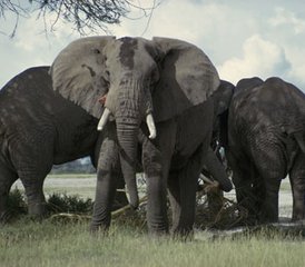 3-Daagse Luxueuze Safari in Amboseli National Park - Photo 3