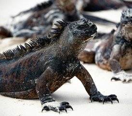 17-Daagse Beste van Galápagos Wildlife Tour op San Cristóbal en Santa Cruz, Ecuador - Photo 1