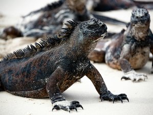 7 Day Best of Galapagos: San Cristobal and Santa Cruz Wildlife Tour in Ecuador