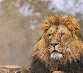 7 Day Northern Circuit Tanzania Safari at Tarangire, Manyara, Ngorongoro, and Serengeti - Photo 5