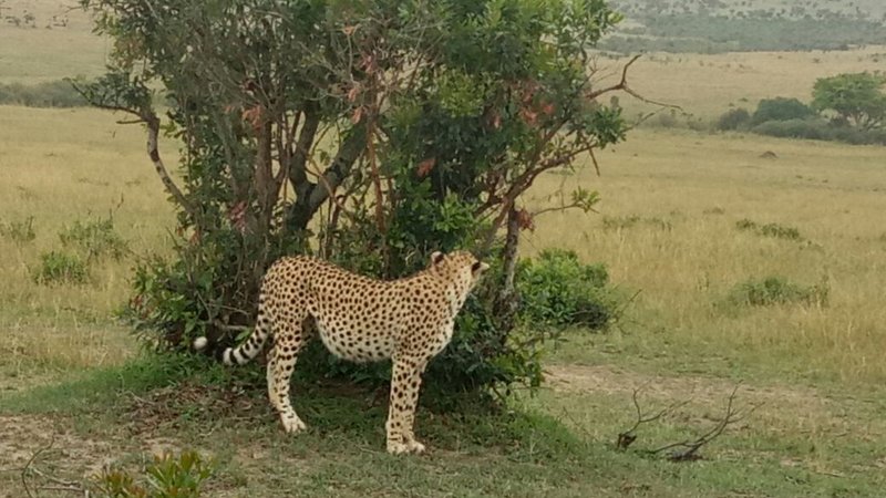 8 Days Guided Group Budget Safari in Tanzania and Kenya  