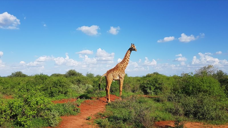 5 Tage Safari in Tsavo West, Amboseli und Tsavo East in Kenia ab Mombasa oder Diani
