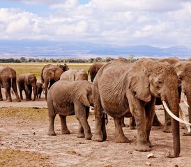 2-Daagse Groeps Budget Tour in Amboseli National Park, Kenia - Photo 3