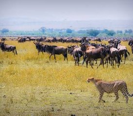 03 Day Budget-Friendly Masai Mara Safari in Kenya  - Photo 1