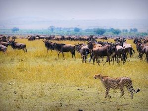 3 Day Budget-Friendly Masai Mara Safari in Kenya 