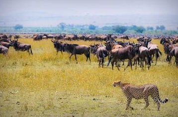 3 Day Budget-Friendly Masai Mara Safari in Kenya 