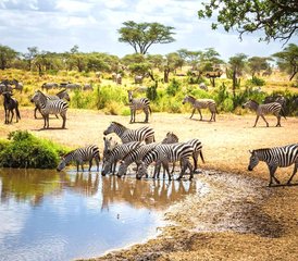 6 jours safari Best of Kenya et Tanzanie – découverte de la faune et de la culture de l’Afrique de l’Est - Photo 4