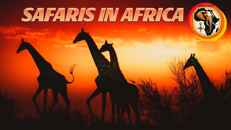 4-Daagse Luxe Safari in Kruger in Zuid-Afrika