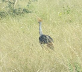 8 Tage Rafting, Nashörner, Gorilla- und Wildtier-Safari in Uganda - Photo 4