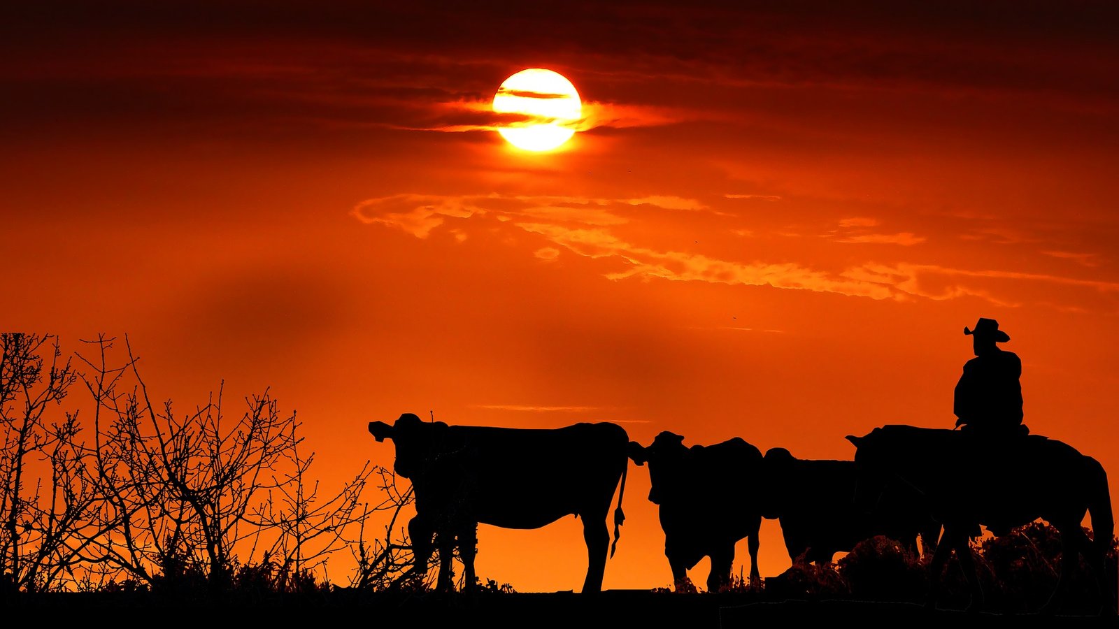 Cattle Drive Silhouette