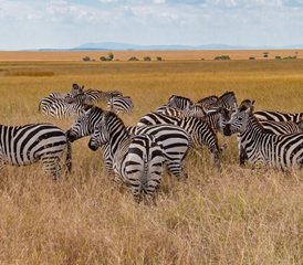 104 Tage Budget-Camping-Safari in der Masai Mara und im Lake Nakuru in Kenia - Photo 1