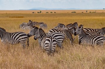 4 Day Masai Mara and Lake Nakuru Budget Camping Safari in Kenya