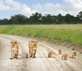 34 Day Great Migration in Maasai Mara and Lake Nakuru Safari, Kenya - Photo 1