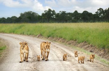 4 Day Great Migration in Maasai Mara and Lake Nakuru Safari, Kenya