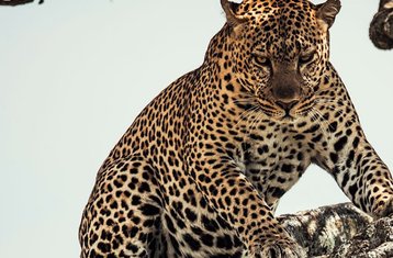 8 Tage: Gnuwanderung Safari in Kenia