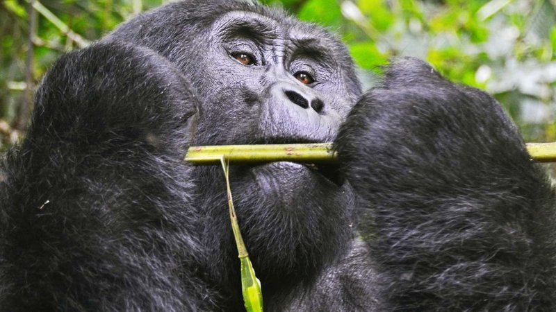 13 Days Predators and Primates Safari In Uganda 
