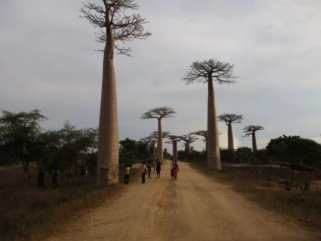 19 Day Discover Madagascar Baobab Guided Motorcycle Tour photo 6