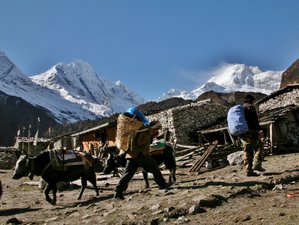 13-Daagse Manaslu Himal Yoga Trek in Nepal