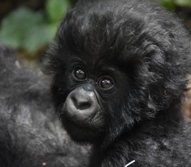 4 jours en stage de safari spectaculaire avec gorilles dans la forêt impénétrable de Bwindi en Ouganda - Photo 2