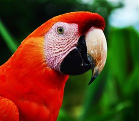 21 jours en retraite de yoga pour perdre du poids et s’amuser à Arenal, Alajuela, Costa Rica - Photo 5
