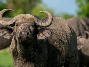 3 Day Uganda Safari at Lake Mburo National Park