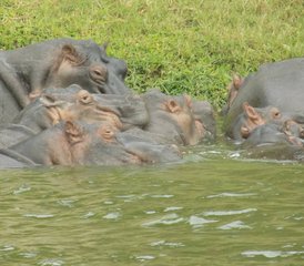 10 Tage Uganda Wild Safari Urlaub - Photo 2