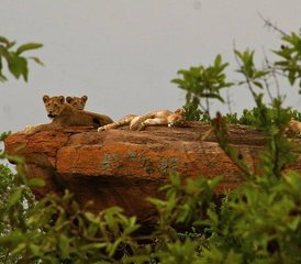 5 Tage 4 Nächte Tansania Fotografische Safari - Photo 4