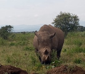 5 jours de safari de groupe à couper le souffle au Kenya - Photo 4