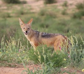 8 jours safari en 4x4 en conduite autonome dans le Kalahari, Afrique du Sud - Photo 4