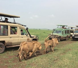 117-Daagse Tanzania Safari in Tarangire, Serengeti, Ngorongoro Krater en Mto wa Mbu - Photo 1