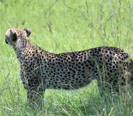 7-Daagse Chobe en Moremi Klassieke Safari in Botswana - Photo 2