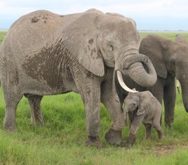 3-daagse geweldige safari-ervaring in Amboseli - Photo 4