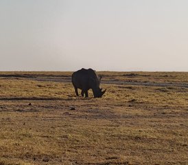 5 Day Exclusive Private Safari in Kenya: Masai Mara, Lake Nakuru, and Lake Naivasha Adventure - Photo 5