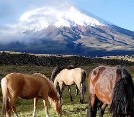 8 jours de vacances équestres au volcan Cotopaxi, Équateur - Photo 2