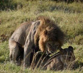 10 jours en safari privé de lune de miel au Kenya dans des lodges et camps de luxe - Photo 2