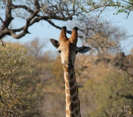 2-Daagse Big Five Safari in Kruger National Park, Zuid-Afrika - Photo 5