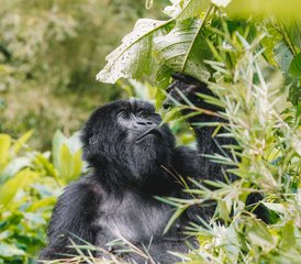 7 días de safari en Ruanda con trekking de gorilas, trekking de monos dorados y safari en vehículo por Akagera - Photo 2