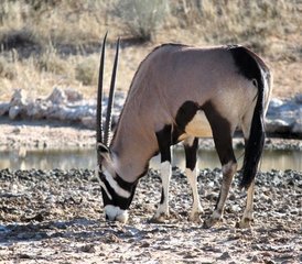 18 jours safari dans le Kalahari avec conduite autonome guidée de catégorie intermédiaire, Afrique du Sud - Photo 1
