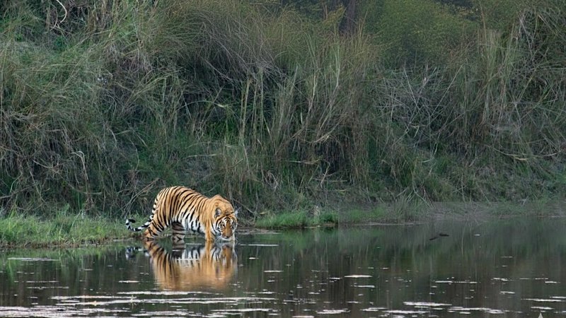 7-Daagse Wildlife Reis in Bardia Nationaal Park Nepal