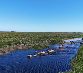 4 Day Esteros del Iberá: A Journey to the Heart of Guarani Tradition Horse Riding Tour in Argentina - Photo 2