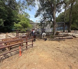 8 jours en stage d’équitation guidée dans l’Istanbul historique et la forêt de Belgrad, Turquie - Photo 4