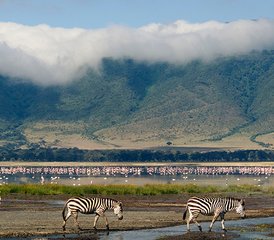 78 jours en stage de safari au Masai Mara - lac Manyara - Ngorongoro au Kenya et en Tanzanie - Photo 1