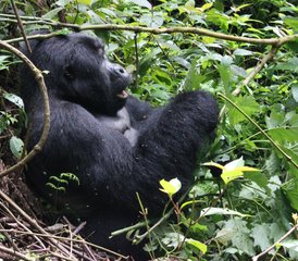 12 Day Gorilla, Chimpanzee, and Wildlife Safari in Uganda - Photo 4