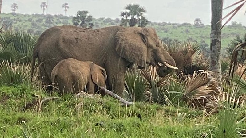 2 Day Wildlife Safari in Murchison Falls National Park, Uganda
