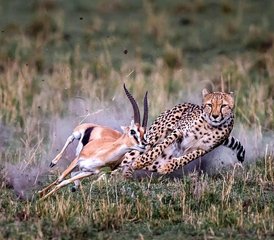 5 jours safari animalier privé à Ol Pejeta, au lac Nakuru et au Maasai Mara, Kenya - Photo 3