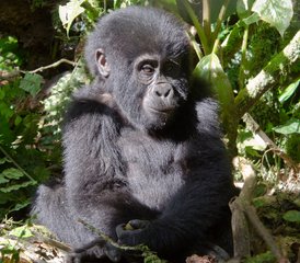 12-Daagse Gorilla-Trekking Safari van Rwanda naar Nationaal Park Bwindi, Oeganda - Photo 1