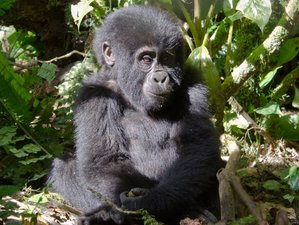 2 Days Gorilla Trekking Safari From Rwanda to Bwindi National Park, Uganda