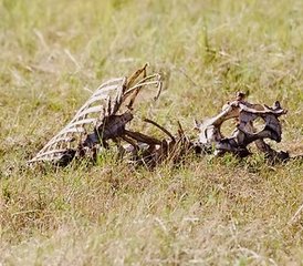 3 Day Tanzania Safari From Zanzibar: Explore Tarangire, Lake Manyara, and Ngorongoro Crater - Photo 3